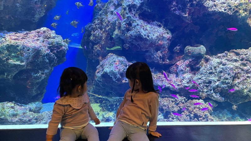 アクアパーク品川で魚を見る娘たち